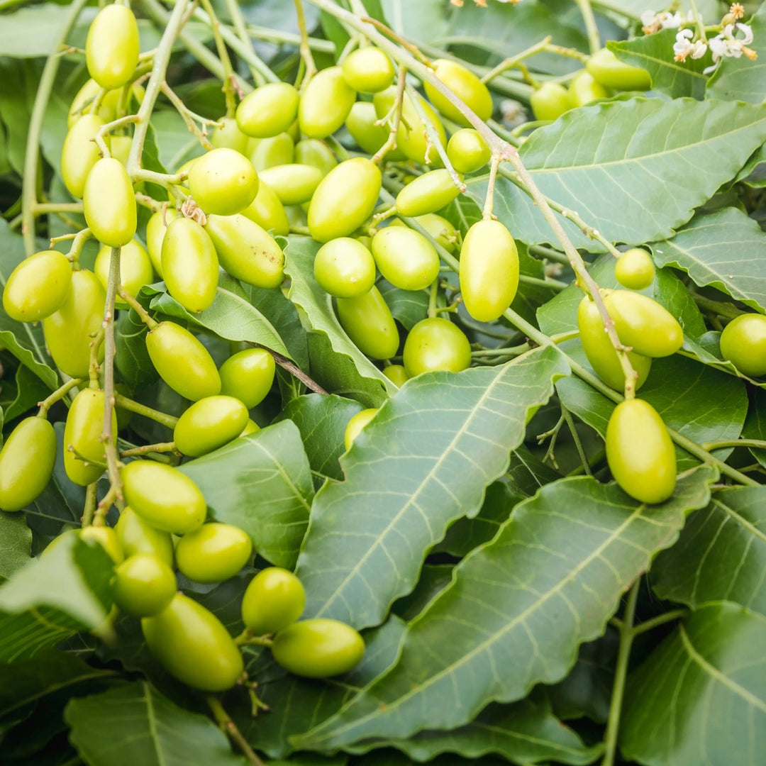 Neem Oil