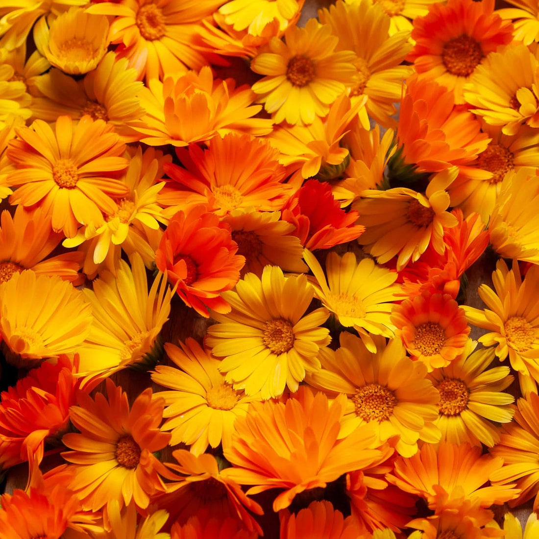 Calendula