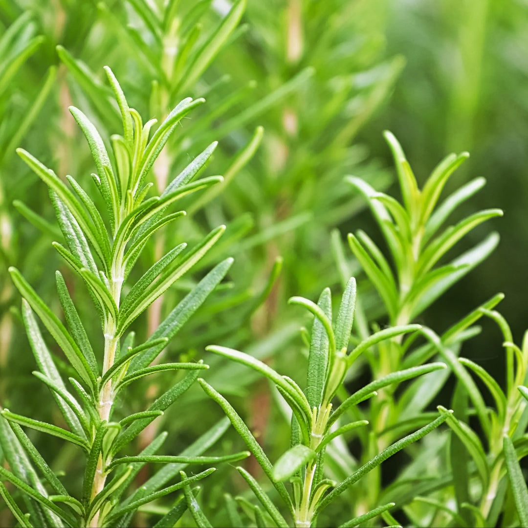 Rosemary Essential Oil