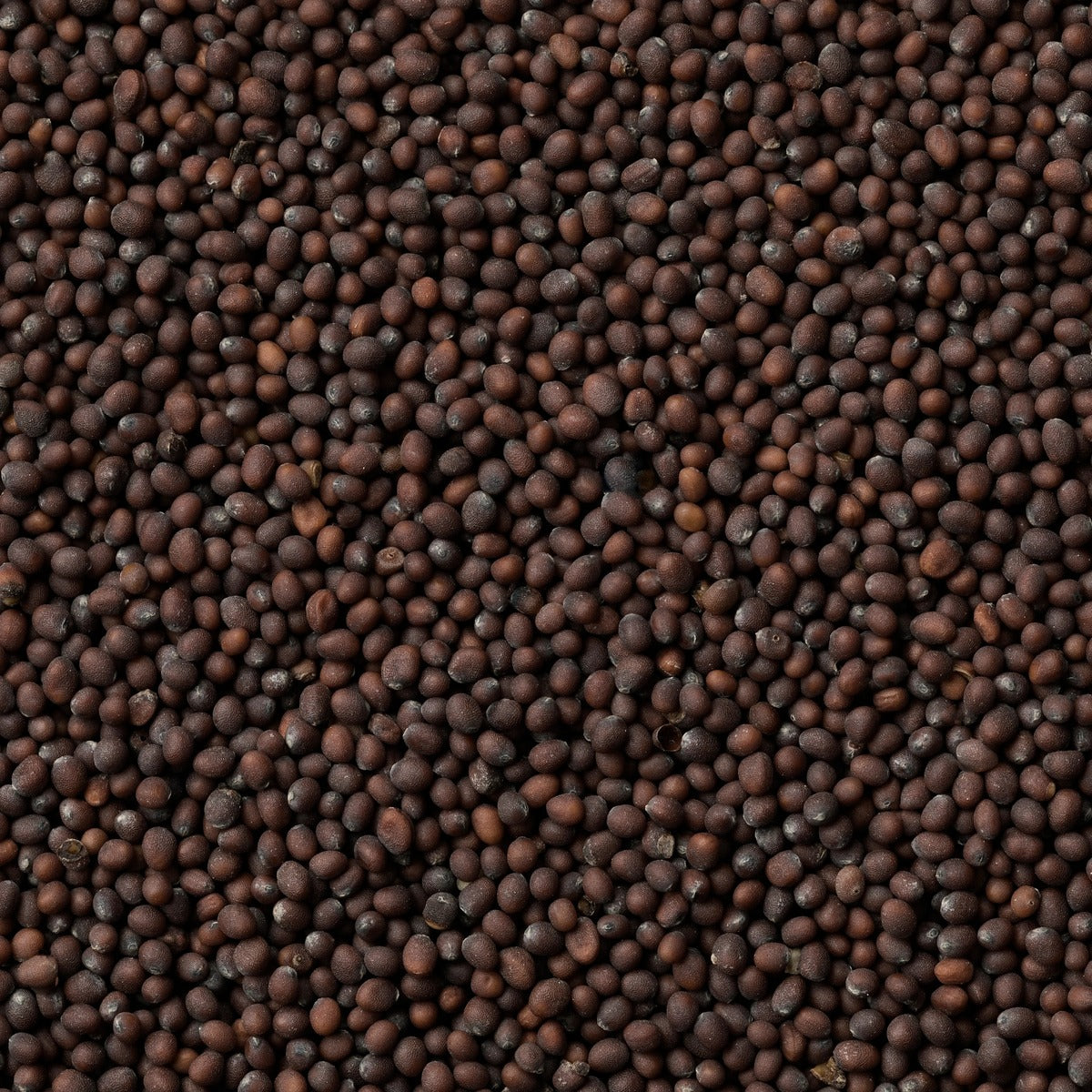 Mustard Seed Oil