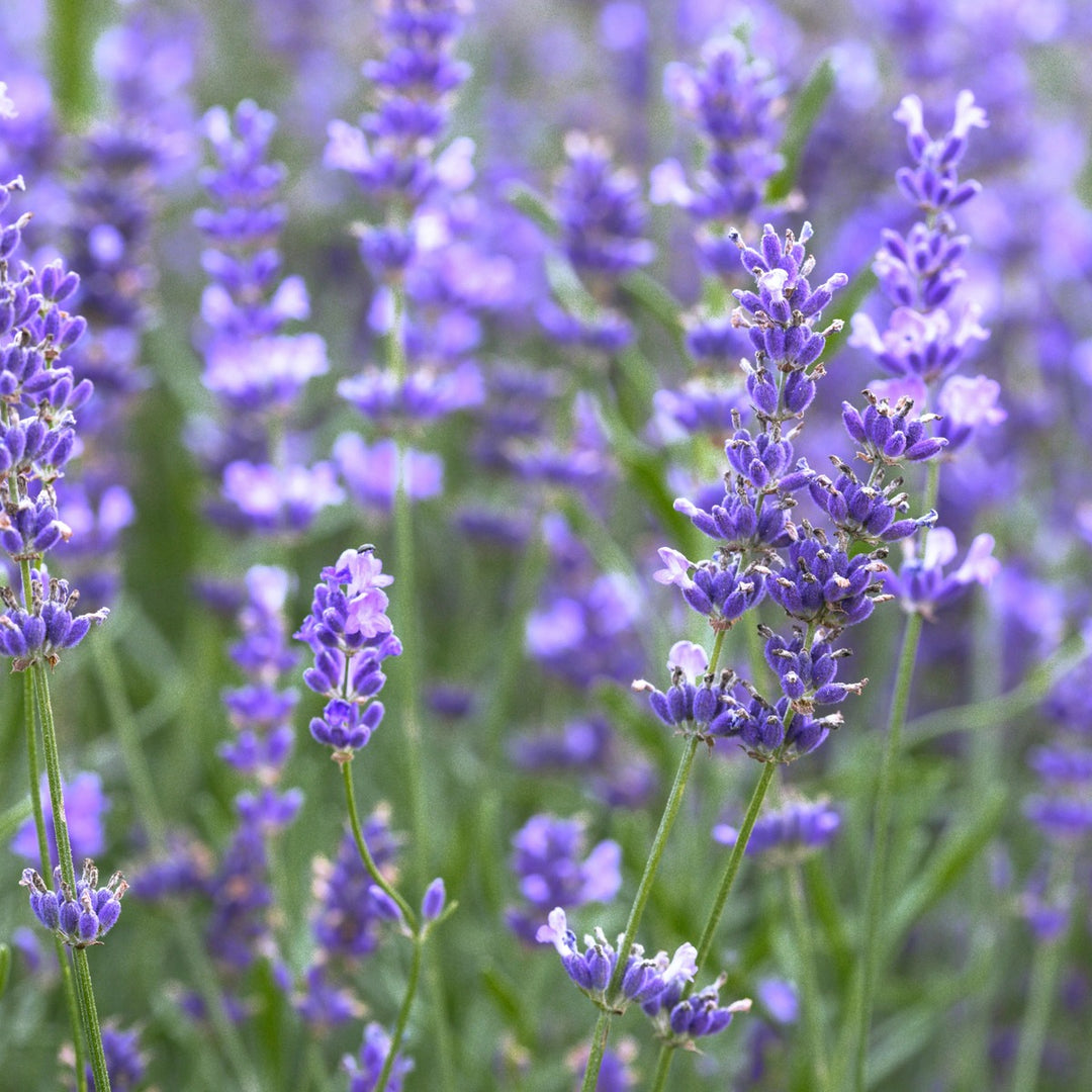 Lavender Essential Oil