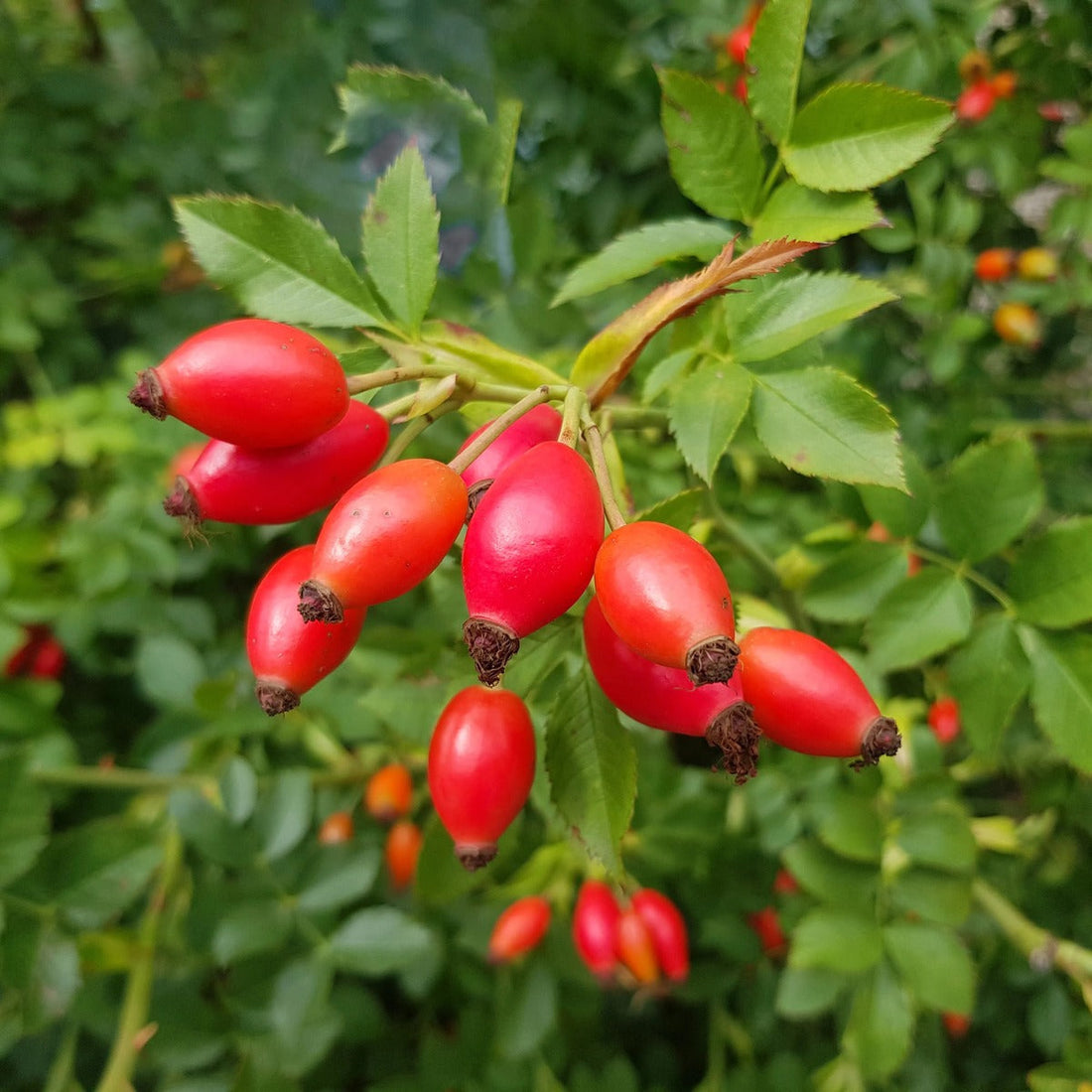 Rosehip Seed Oil