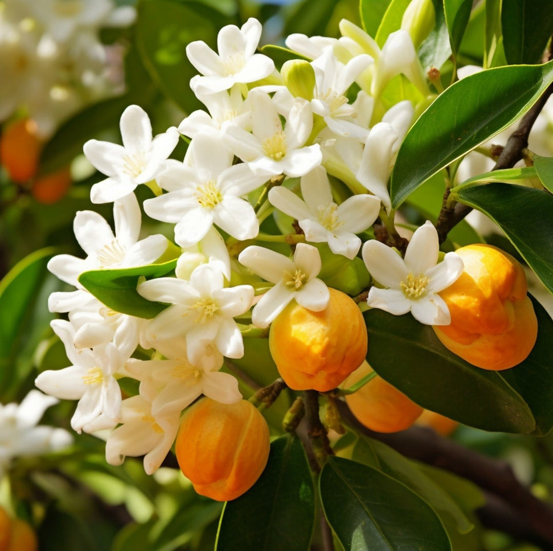 Neroli Essential Oil